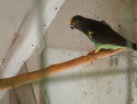 IMG-20241114-WA0008.jpeg
